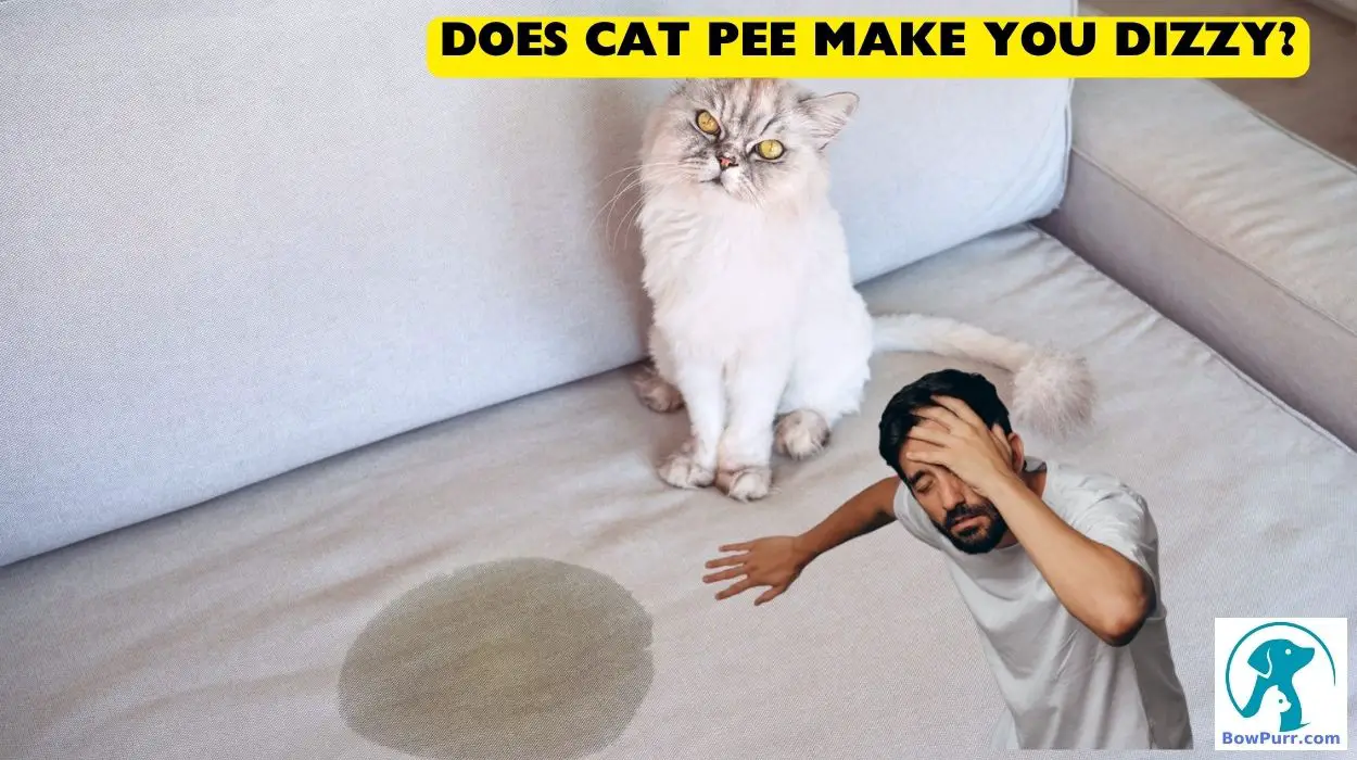 Does Cat Pee Make You Dizzy