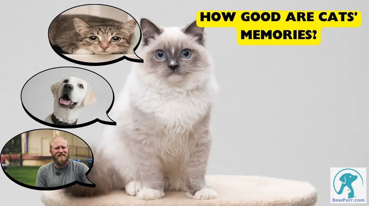 How Good Are Cats' Memories