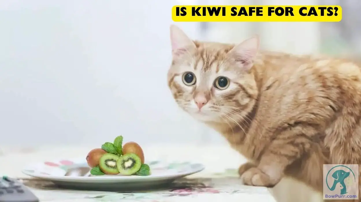 Is Kiwi Safe for Cats