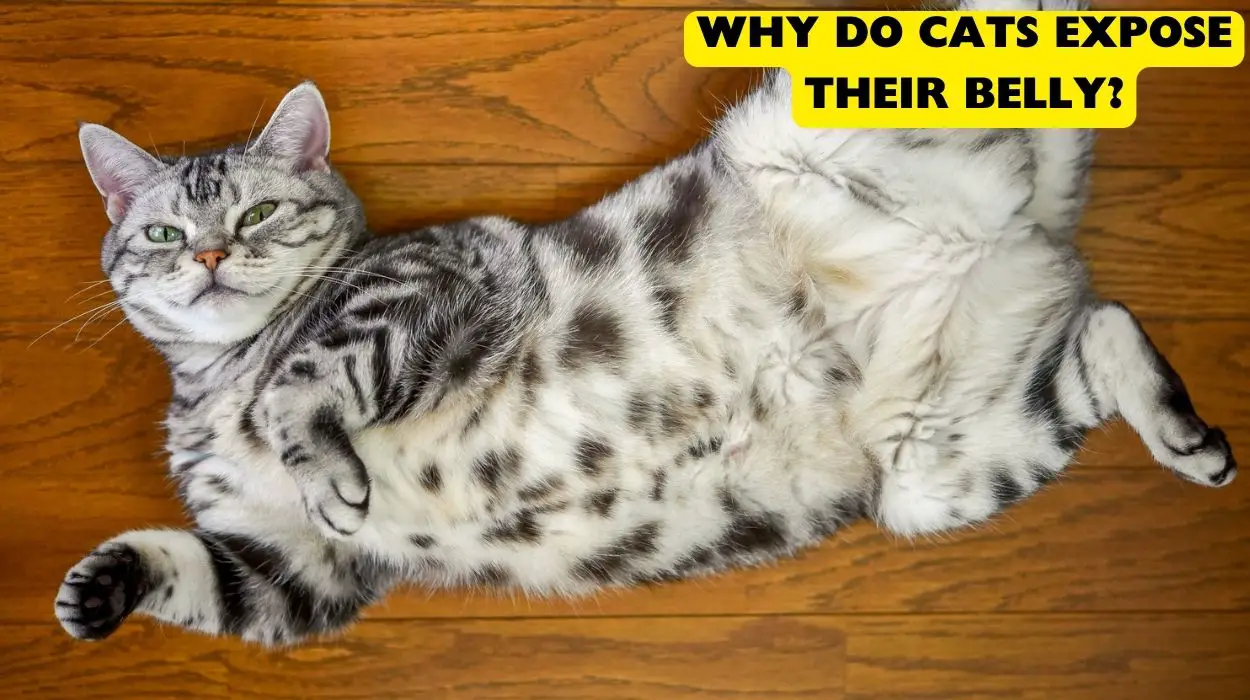 Why Do Cats Expose Their Belly