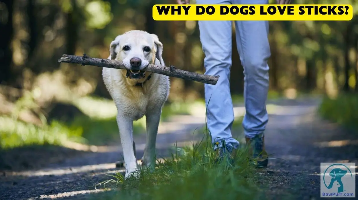 Why Do Dogs Love Sticks