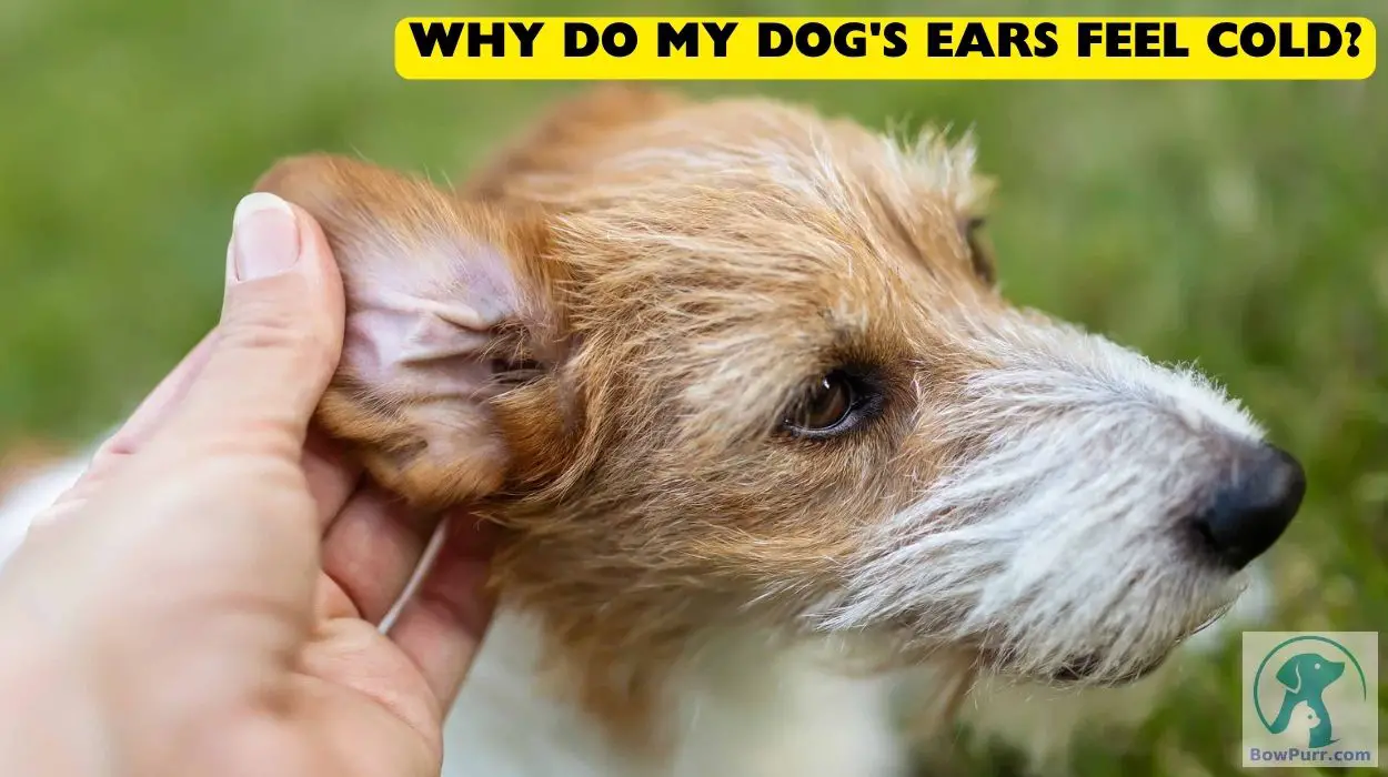 Why Do My Dog's Ears Feel Cold