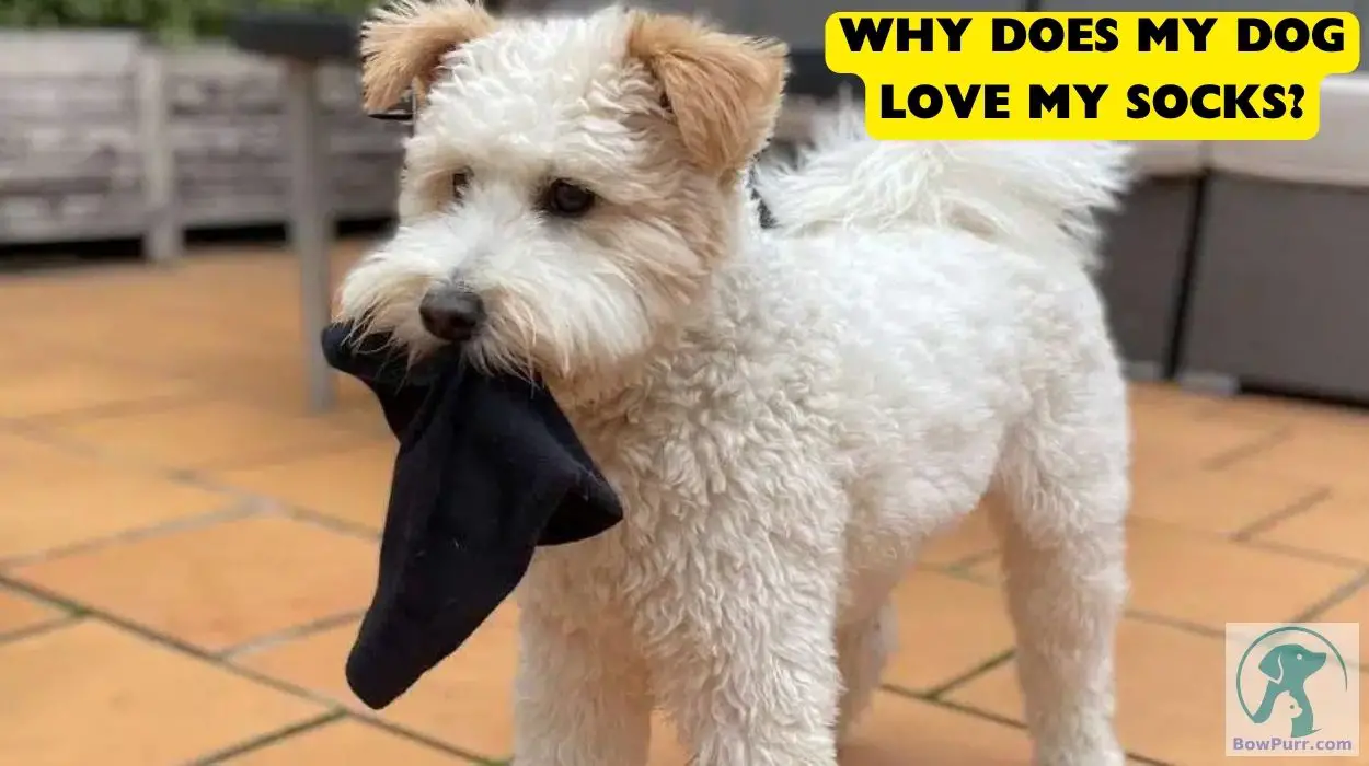 Why Does My Dog Love My Socks