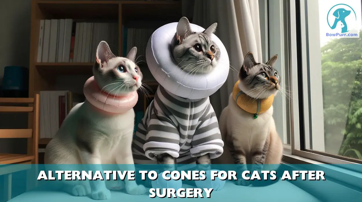 Alternative to Cones for Cats After Surgery